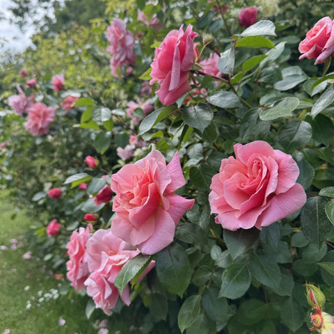 Multiple pink rose flowers on green foliage with several buds along the stems