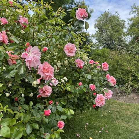 Pink rose flowers blooming on a dense shrub with dark green leaves