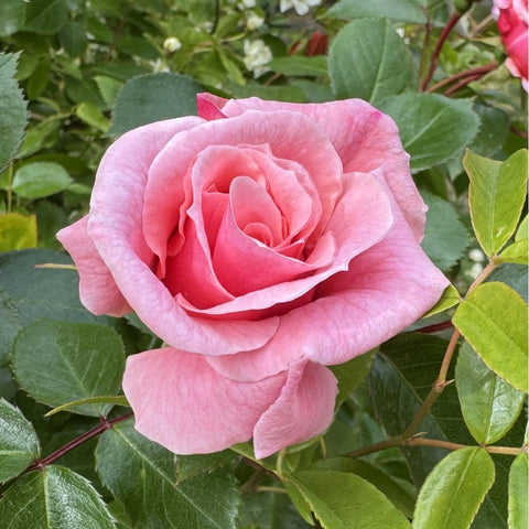 Close-up pink rose flower with ruffled petals surrounded by green leaves