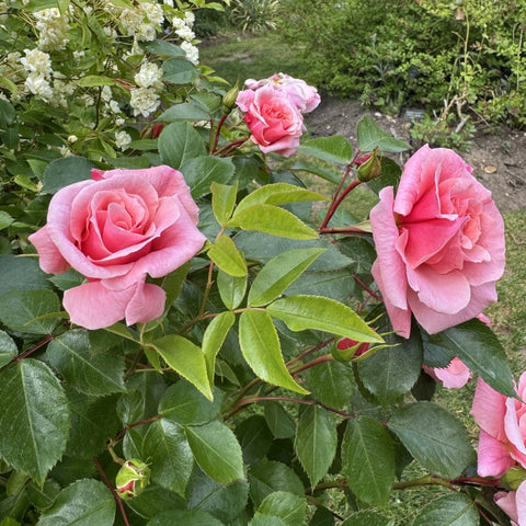 Three pink roses on branching stems with oval green leaves and small buds