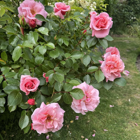 Pink rose blooms on a compact bush with glossy green leaves and red-tinted buds