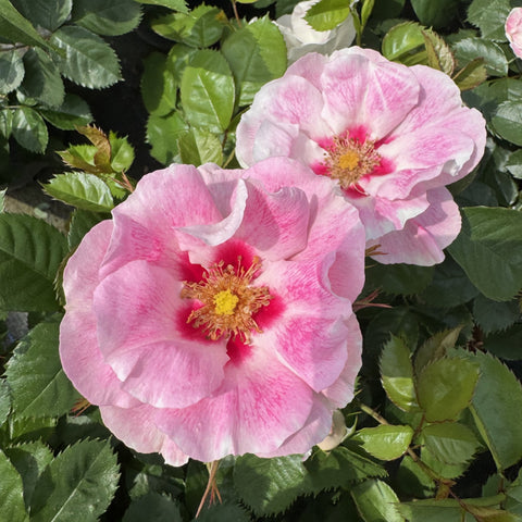 Pink-and-white striped rose bloom with yellow center on green leaves