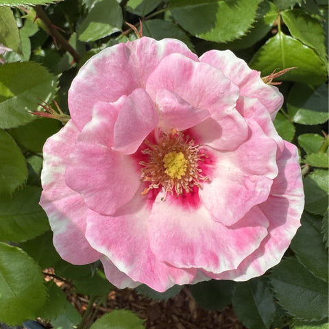 Large pink rose bloom with white petals and yellow center, surrounded by leaves