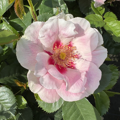White rose bloom with pink blush and yellow center, with green foliage