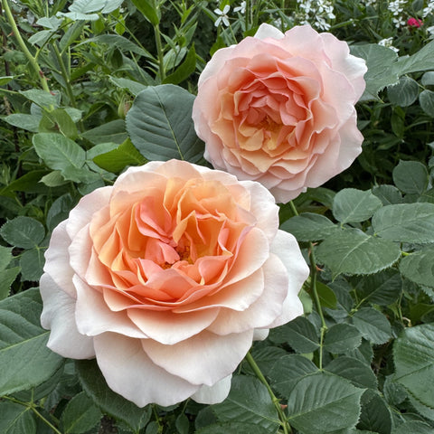 Two-tone pink and peach rose blossoms with ruffled petals and green leaves