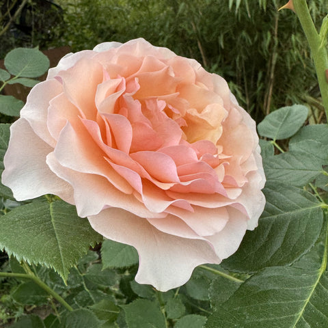Light peach rose bloom with ruffled petals and green leaf foliage