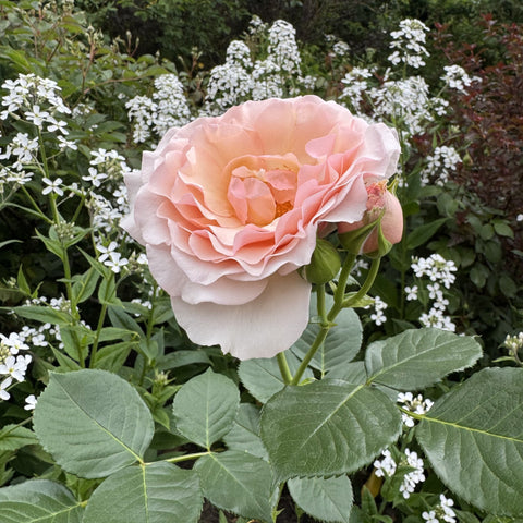 Pink rose bloom with layered petals, single flower on leafy green stems