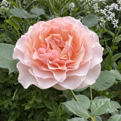 Soft pink rose bloom with layered petals and green leaves in a garden setting