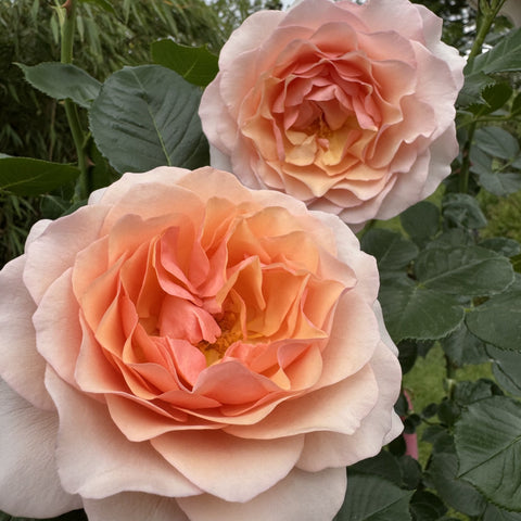 Two rose blooms, pale pink and peach, close-up with green leaves below