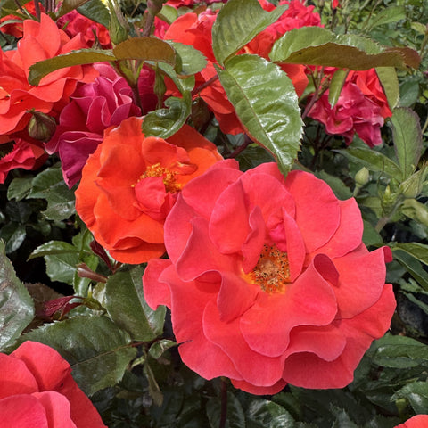 Red rose blossoms with green leaves and partially open buds on a rose plant