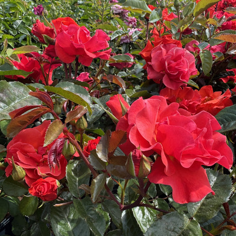 Cluster of red rose blossoms with green serrated leaves and tight buds