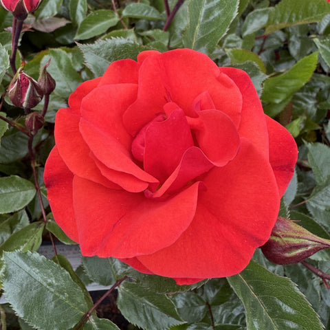 Single red rose blossom with layered petals and green leaves on a rose plant