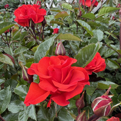 Red rose blossom with surrounding buds and green leaves on a rose shrub