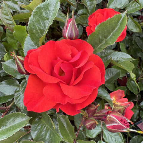 Red rose blossom with green leaves and several unopened buds on stems