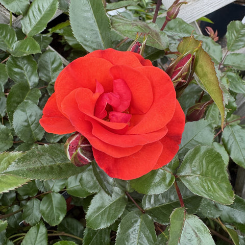 Close-up red rose blossom with green leaves and unopened buds on the plant