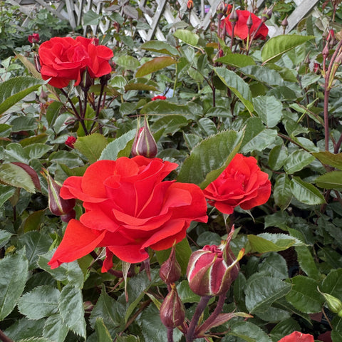 Multiple red rose blossoms with green leaves and several pointed buds