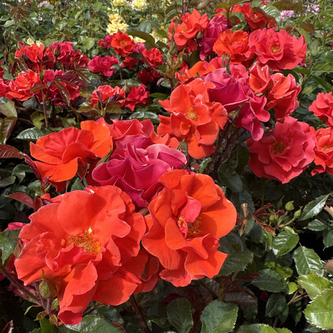 Dense cluster of red and orange-red rose blossoms with green leaves