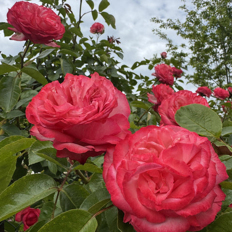 Pink rose flowers on green leafy shrub with multiple blooms