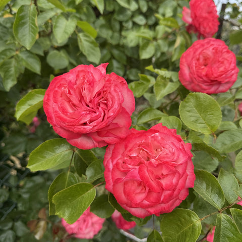 Pink double rose blossoms with green leaves on a flowering shrub