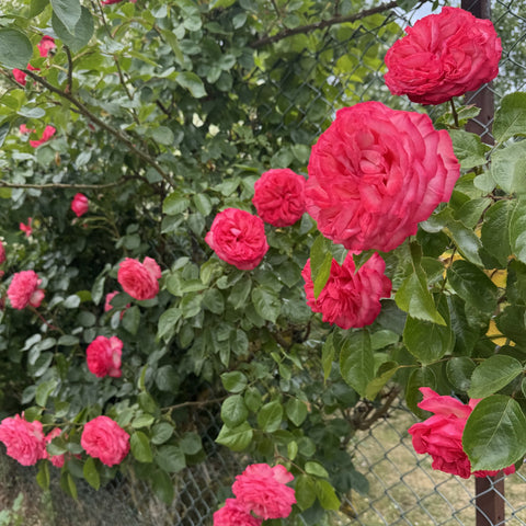 Pink rose blooms on green foliage climbing through a fence