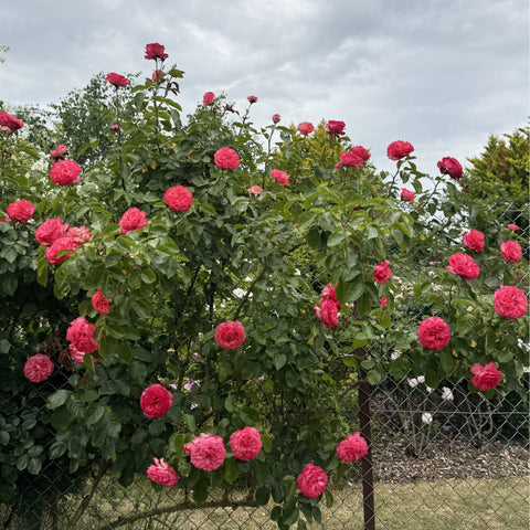 Pink rose shrub with many blooms and green leaves along a garden fence