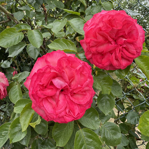 Close-up of pink double rose blooms with green leaves on shrub branches