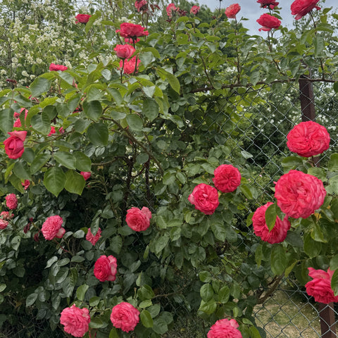Pink rose flowers on green leafy shrub growing near a chain-link fence
