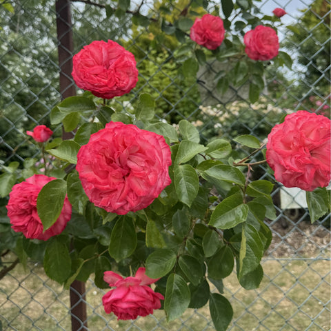 Pink rose blossoms on green leaves with a fence behind them