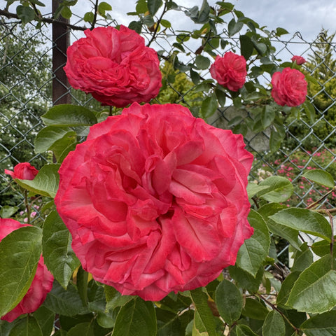 Large pink rose bloom with smaller blossoms and green leaves on shrub