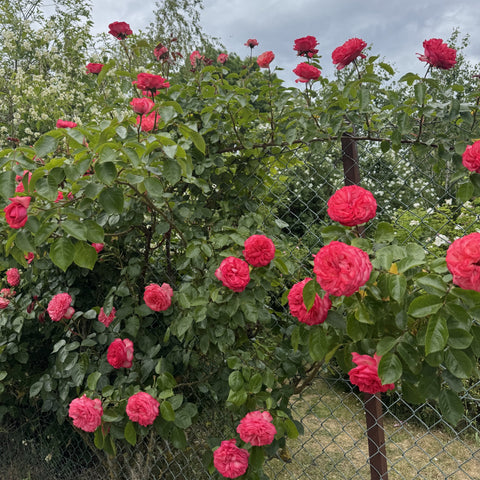 Pink rose shrub with clusters of blooms and green leaves by a fence