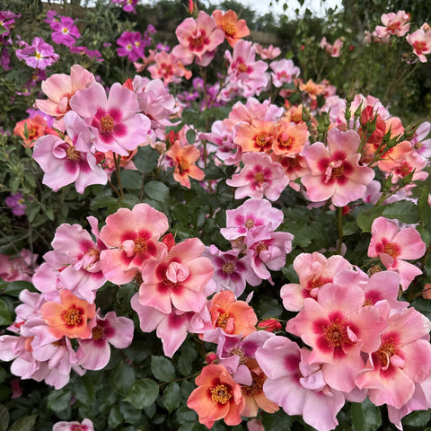 Pink rose-like flowers with peach centers on a leafy shrub