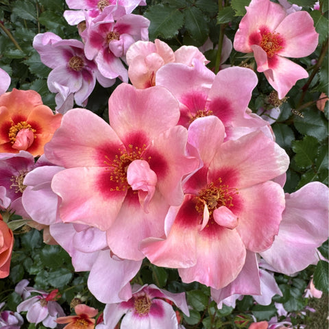 Large pink and light-purple rose blooms with golden yellow centers on green leaves