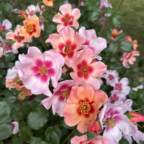 Pink rose blooms on green foliage with orange-peach highlights and yellow centers