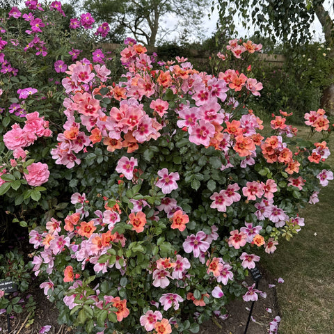 Flowering shrub with clusters of pink, peach, and purple rose-like blooms