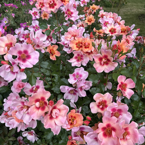 Dense spray of pink rose-like blooms with peach tones and golden yellow centers