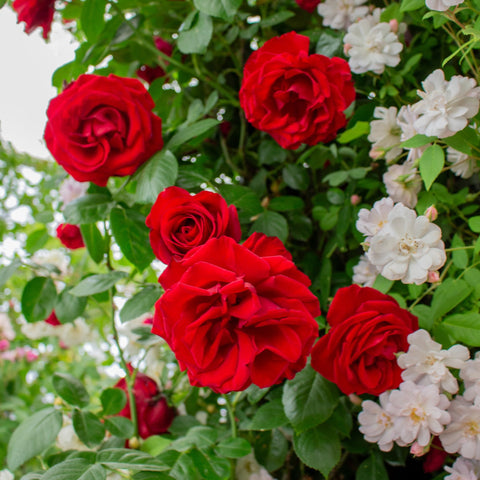 Red rose blooms with green leaves on Dublin Bay rose plant