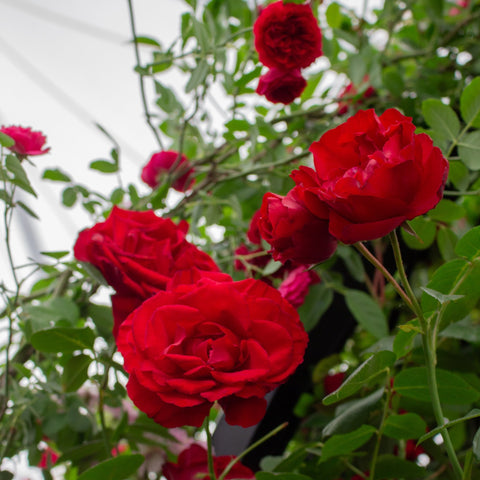 Red rose cluster with green stems, buds, and leaves
