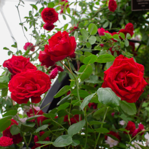 Red rose blooms on green stems with leafy foliage, several flowers