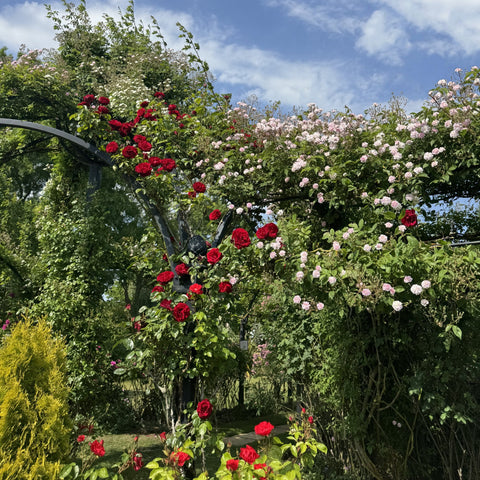 Dublin Bay rose plant with red and light-pink blooms and green foliage