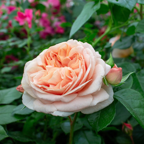 Cream and peach rose bloom with ruffled petals and green leaves on the plant