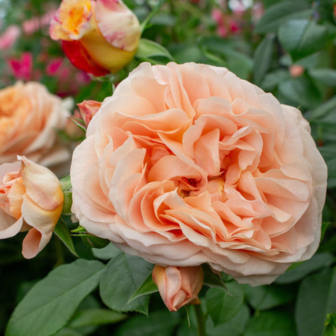 Large peach rose blossom with tightly layered petals and surrounding buds