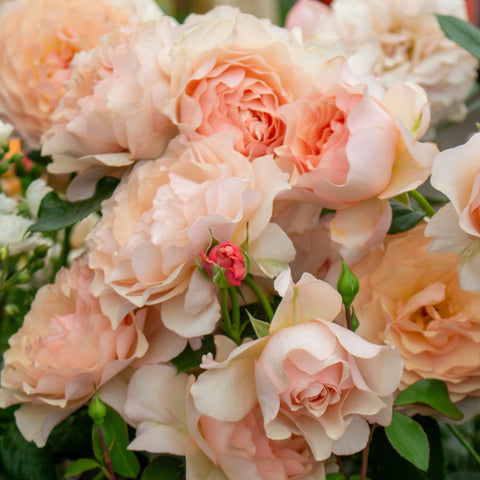Cluster of pale peach rose flowers with layered petals and glossy green foliage