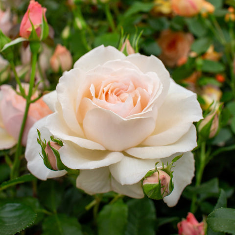 Chandos Beauty rose plant with pale pink flower and green buds