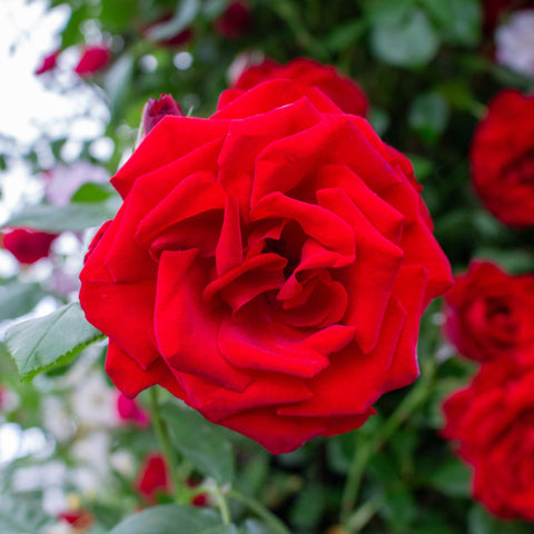 Close-up red rose bloom with layered petals and green leaves