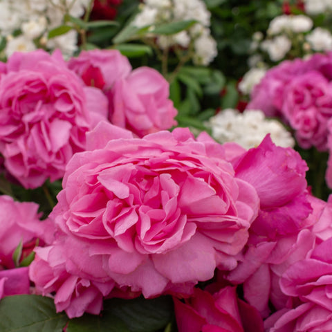 Pink rose bloom close-up with ruffled layered petals
