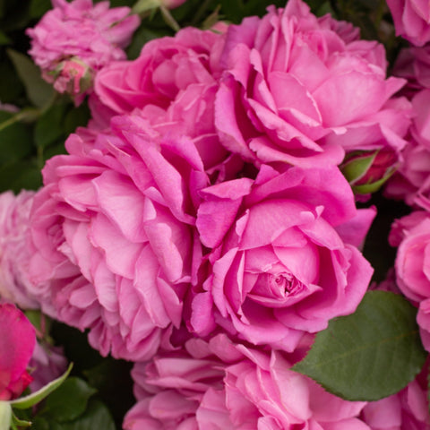 Pink double rose close-up with soft layered petals and green leaves
