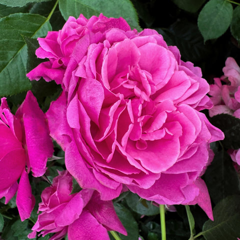 Bright pink rose bloom with layered petals and green foliage