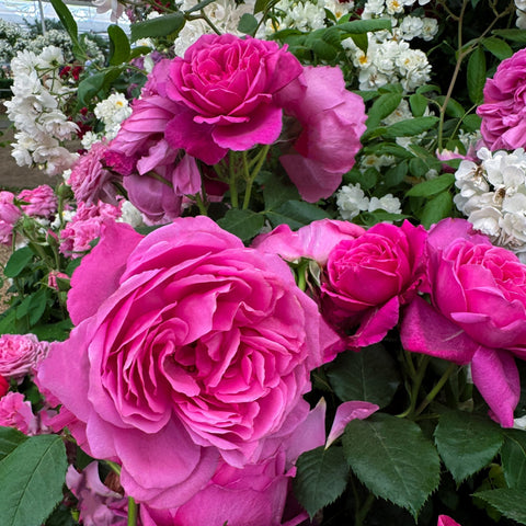 Multiple pink rose blooms on stems with green leaves