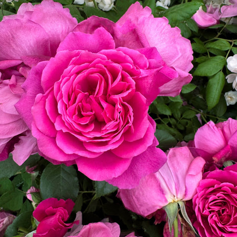 Large pink rose bloom with layered center and surrounding pink blossoms