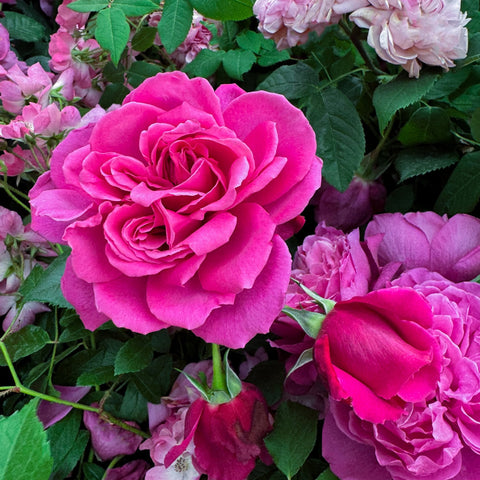 Pink rose bloom with layered petals and nearby pink blossoms on green stems